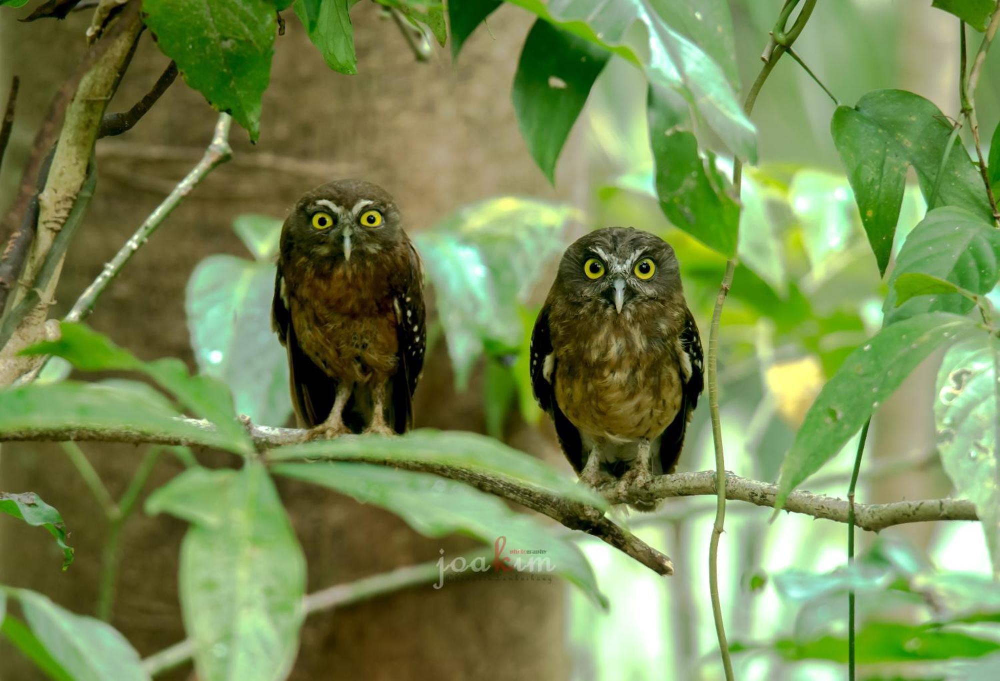 Tangkoko Backpacker Home Stay Rinondoran Luaran gambar