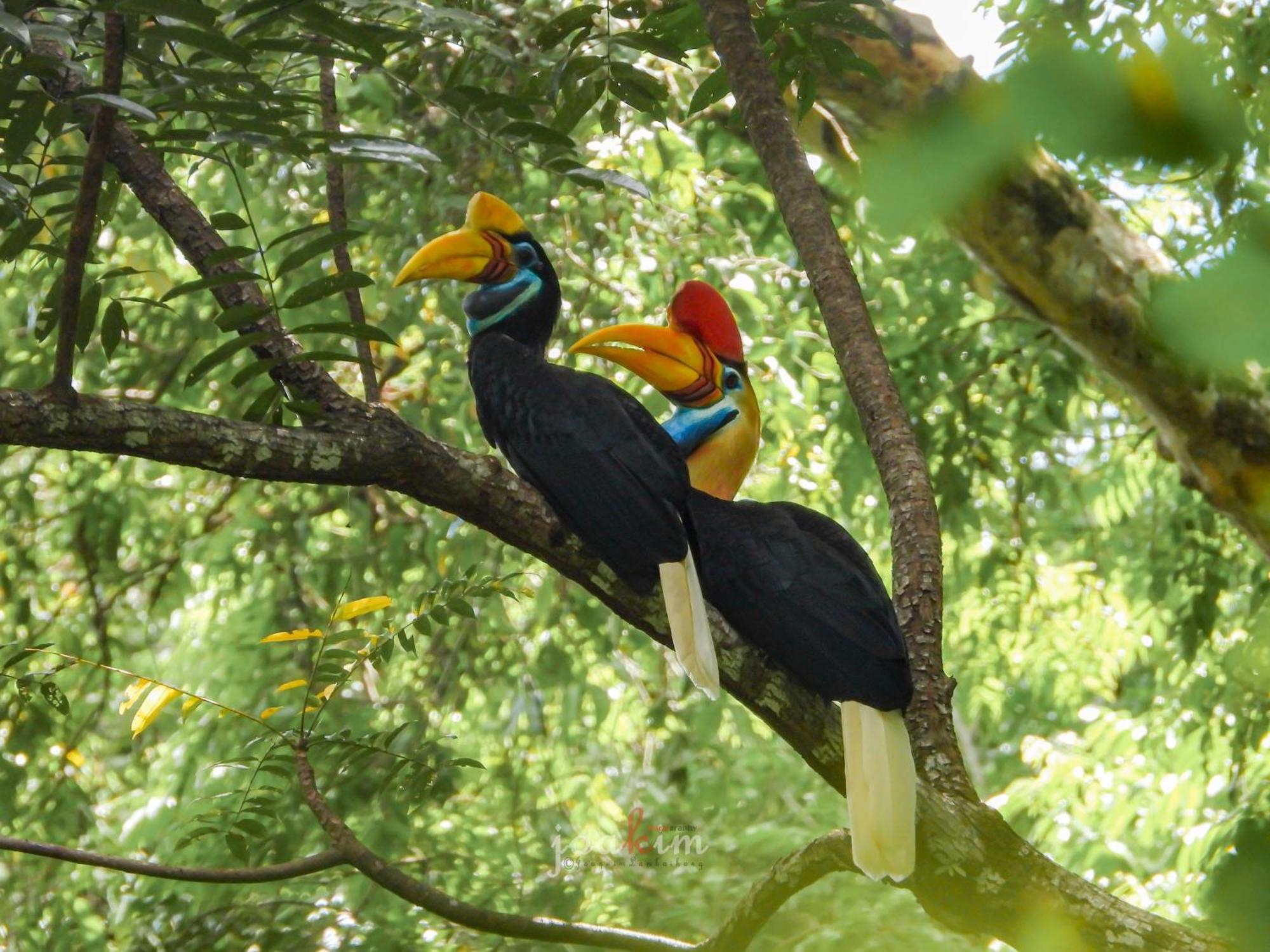 Tangkoko Backpacker Home Stay Rinondoran Luaran gambar
