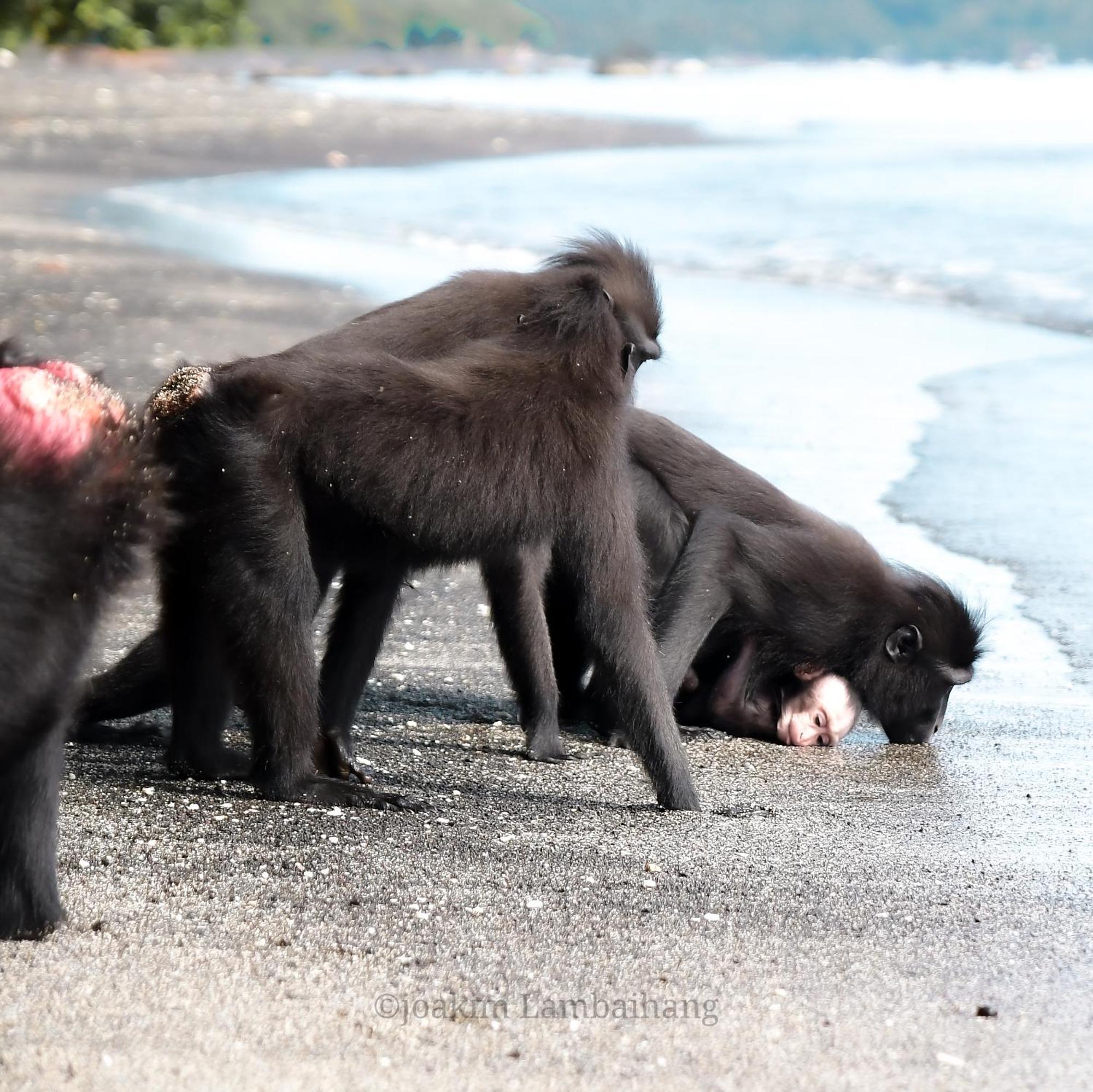 Tangkoko Backpacker Home Stay Rinondoran Luaran gambar